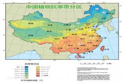 藤本月季耐寒吗