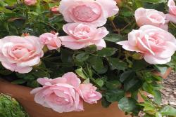 牛津药草园玫瑰Oxford Physic Rose