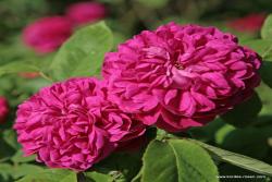 雷什特玫瑰Rose de Resht