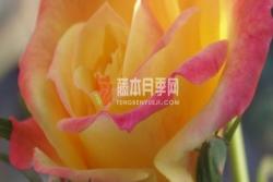 藤彩虹月季是开一季还是多季