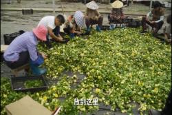 月季如何从枝条变成一棵扦插小苗