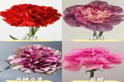 康乃馨品种大全(多图详解)