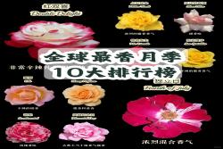 全球最香月季10大排行榜(附品种图鉴)