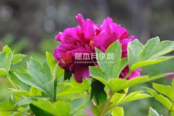 牡丹月季玫瑰怎么区分