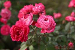 雪花肥牛月季怎么样，有什么优缺点？