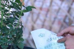 新买来的月季如何处理