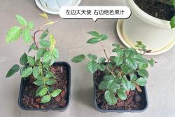 牙签苗月季用几加仑盆种