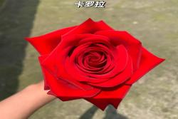 月季卡罗拉是藤本还是灌木