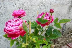 月季玛丽玫瑰的养护方法