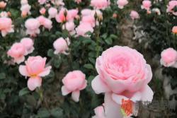 瑞典女王怎么养容易开花