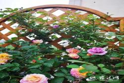 沭阳女教师的花样生活 把露台打造成 米粒的花园