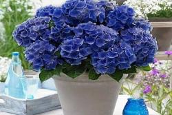 绣球花什么季节开花(怎么养开花多)
