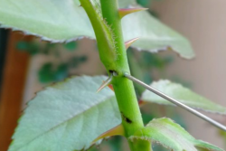 月季茎蜂怎么处理