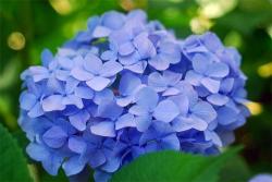 绣球花多久浇一次水合适