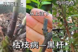 月季黑杆的四大原因