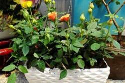 微型月季花盆栽养殖技巧