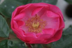 花期最长最好养的藤本月季