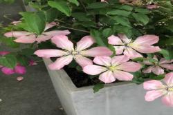 铁线莲有没有毒(无毒)