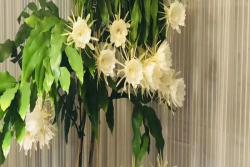 昙花开花时间大约有多久(昙花的花期是多长时间)