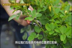 月季如何从枝条变成一棵扦插小苗