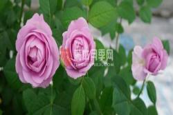 蓝色风暴月季养殖方法和注意事项