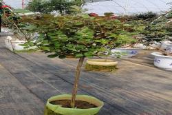精品棒棒糖月季是如何来的？