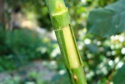 月季高压繁殖方法,月季高压繁殖时间