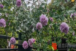 蓝色阴雨月季的养护注意事项以及优缺点分析