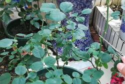 月季花叶斑病的症状以及防治方法
