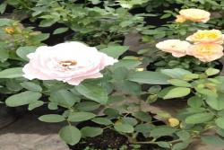 月季长芽时换盆会死么