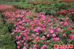 月季长着长着变蔷薇，难道我被无良商家给骗了