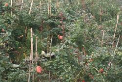 三年月季花苗批发价格,月季花苗批发价格行情