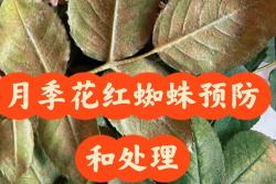 月季红蜘蛛它有什么特点(全面防治攻略)