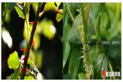 玫瑰和月季最明显的区别(多图对比)