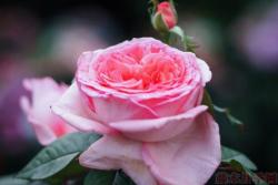 花宫娜月季怎么样