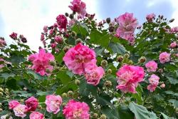 芙蓉花什么时候开花，一年开几次花