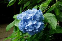 绣球花喜光还是喜阴