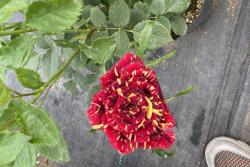 盆栽月季花的养殖方法