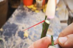 微型月季的嫁接方法以及小技巧