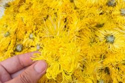 黄菊花一般在什么时候开花？