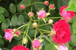 2023年藤本月季花苗的价格,藤本月季花苗多少钱一棵