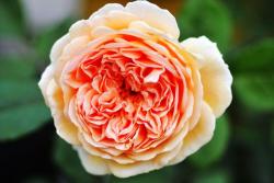 蜂蜜焦糖、夏洛特夫人和玛格丽特王妃的区别