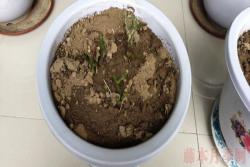 月季小白购买种植初体验(一)——买苗被骗
