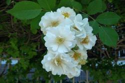 蔷薇花什么时候开,花期有多久？