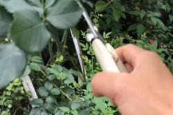 月季夏天可以剪枝吗,月季夏季剪枝有什么注意事项