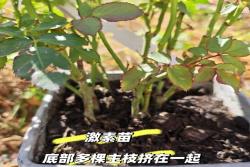 拯救“激素苗”全攻略