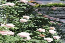 瑞典女王月季适合用来作花墙还是花篱？
