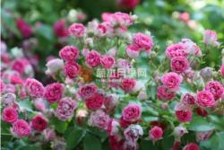 胭脂扣一年开几次花(3次)