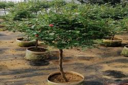 精品棒棒糖月季是如何来的？