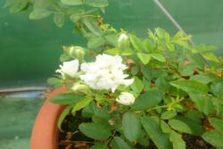 茉莉月季种植经验分享
